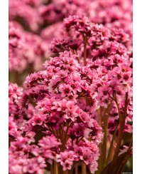 Bergenia Dragonfly 'Pink Dragonfly'