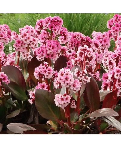 Bergenia Dragonfly 'Pink Dragonfly'