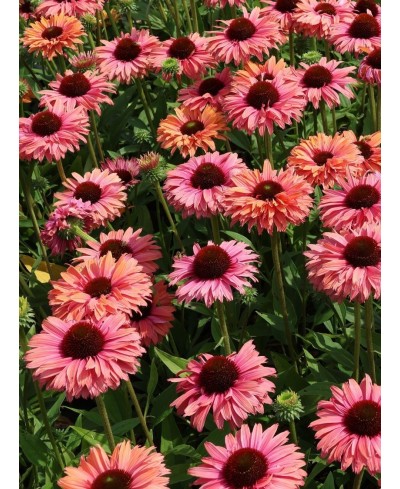 Jeżówka ‘SunSeekers Rainbow’ Echinacea