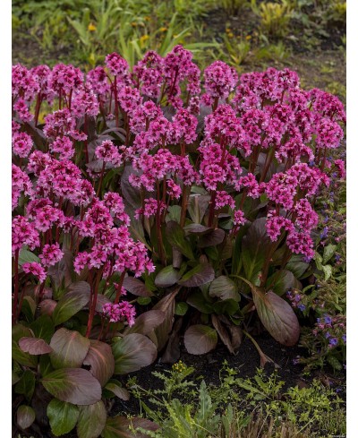 Bergenia Dragonfly 'Pink Dragonfly'