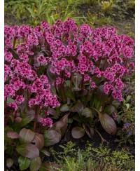 Bergenia Dragonfly 'Pink Dragonfly'