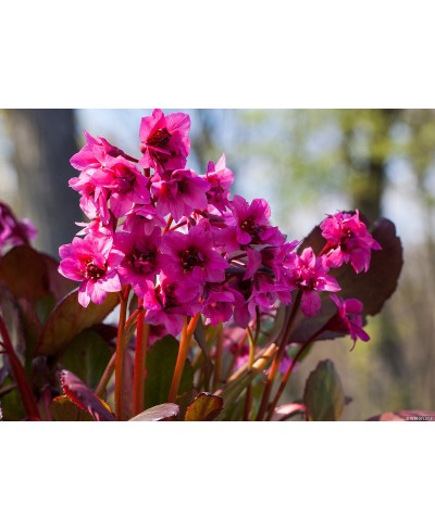 Bergenia ‘Flirt’ – kompaktowa bergenia o różowych kwiatach | Lavender-Byliny.pl