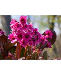 Bergenia ‘Flirt’ – kompaktowa bergenia o różowych kwiatach | Lavender-Byliny.pl