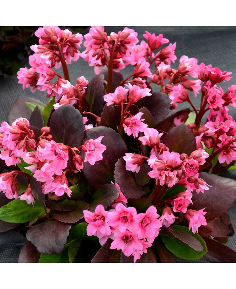 Bergenia ‘Flirt’ – kompaktowa bergenia o różowych kwiatach | Lavender-Byliny.pl