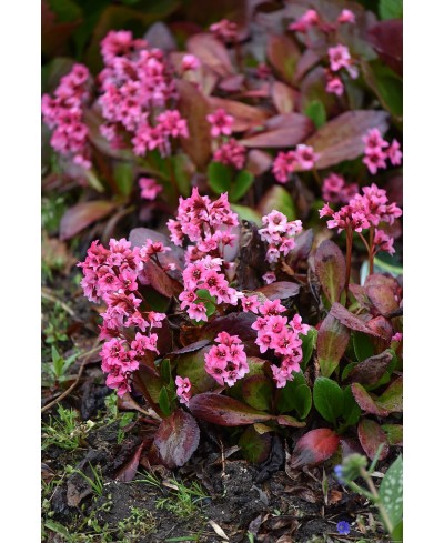 Bergenia ‘Flirt’ – kompaktowa bergenia o różowych kwiatach | Lavender-Byliny.pl