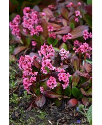 Bergenia ‘Flirt’ – kompaktowa bergenia o różowych kwiatach | Lavender-Byliny.pl