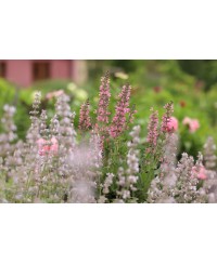 Szałwia łąkowa 'Meadow Pink Moon' Salvia