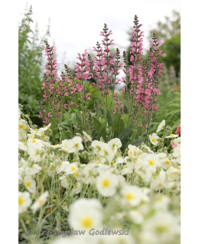 Szałwia łąkowa 'Meadow Pink Moon' Salvia