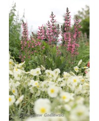 Szałwia łąkowa 'Meadow Pink Moon' Salvia