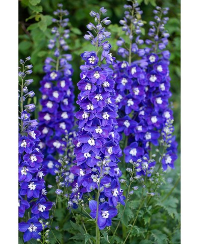 Ostróżka 'Delgenius™ Blue Fabulosa' Delphinium