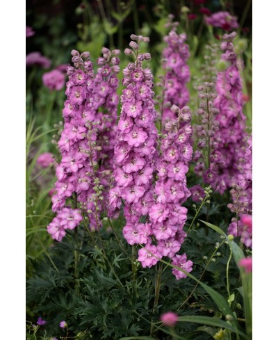 Ostróżka 'Delgenius Chantay' Delphinium