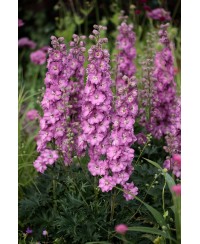 Ostróżka 'Delgenius Chantay' Delphinium