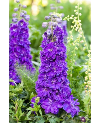 Delphinium Delgenius™ Kingsley – fioletowa niska ostróżka | Lavender-Byliny.pl
