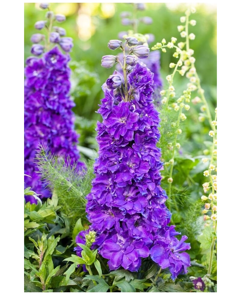 Delphinium Delgenius™ Kingsley – fioletowa niska ostróżka | Lavender-Byliny.pl