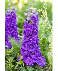 Delphinium Delgenius™ Kingsley – fioletowa niska ostróżka | Lavender-Byliny.pl