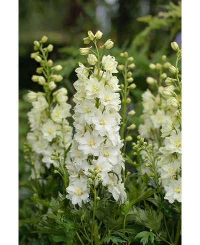 Ostróżka 'Delgenius™ Neva' Delphinium