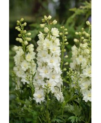 Ostróżka 'Delgenius™ Neva' Delphinium