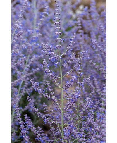 Perovskia ‘Jelena’