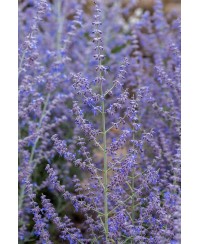 Perovskia ‘Jelena’