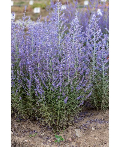 Perovskia ‘Jelena’