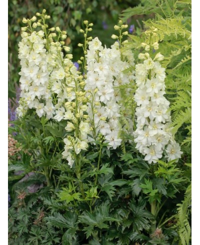 Delphinium Delgenius™ Neva – biała niska ostróżka | Lavender-Byliny.pl