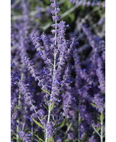Perovskia ‘Lacey Blue’