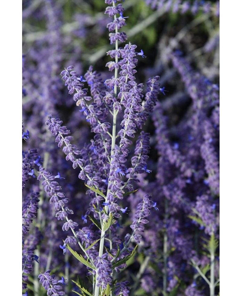 Perovskia ‘Lacey Blue’
