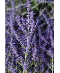 Perovskia ‘Lacey Blue’