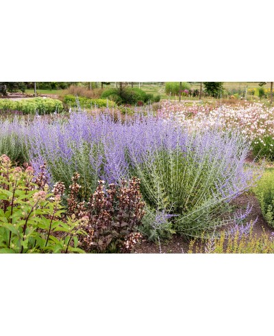 Perovskia ‘Lacey Blue’
