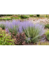 Perovskia ‘Lacey Blue’