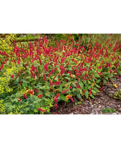 Rdest 'Fat Domino' Persicaria