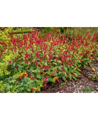 Rdest 'Fat Domino' Persicaria