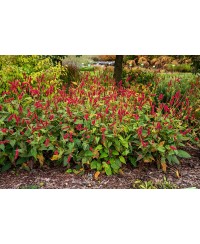 Rdest 'Fat Domino' Persicaria