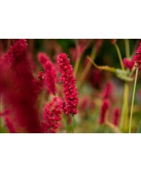 Rdest 'Fat Domino' Persicaria