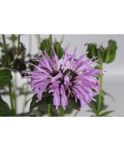 Pysznogłówka 'SUGAR BUZZ Blue Moon' Monarda Hybrida