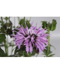 Pysznogłówka 'SUGAR BUZZ Blue Moon' Monarda Hybrida