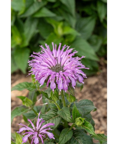 Pysznogłówka 'SUGAR BUZZ Blue Moon' Monarda Hybrida