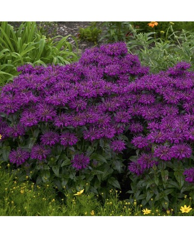 Pysznogłówka 'SUGAR BUZZ Grape Gumball' Monarda Hybrida