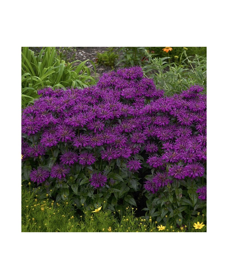 Pysznogłówka 'SUGAR BUZZ Grape Gumball' Monarda Hybrida