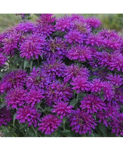 Pysznogłówka 'SUGAR BUZZ Grape Gumball' Monarda Hybrida