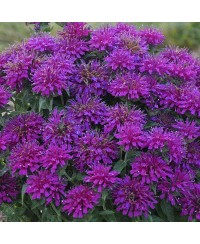 Pysznogłówka 'SUGAR BUZZ Grape Gumball' Monarda Hybrida