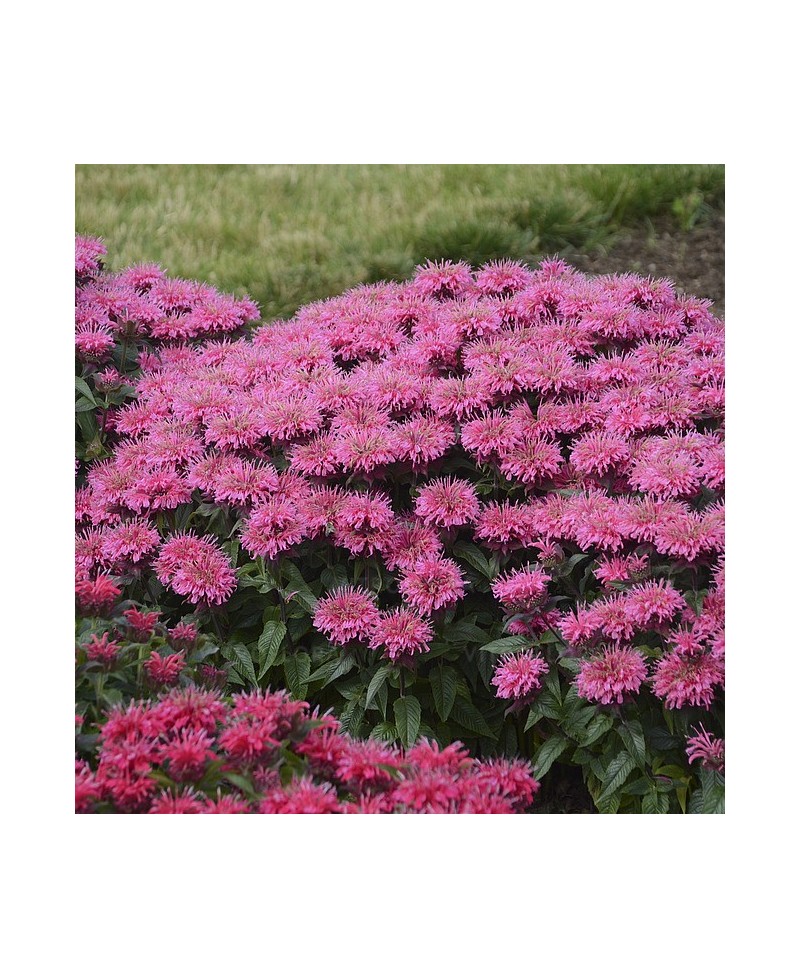 Pysznogłówka 'SUGAR BUZZ Bubblegum Blast'