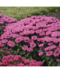 Pysznogłówka 'SUGAR BUZZ Bubblegum Blast'