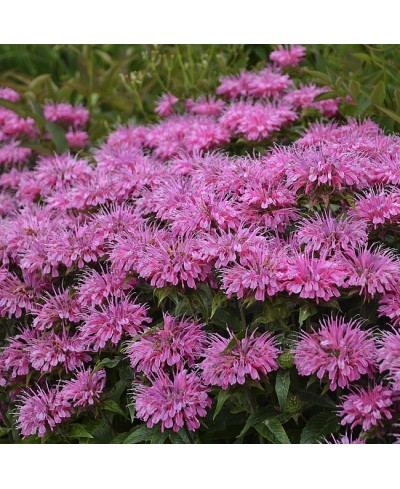 Pysznogłówka 'SUGAR BUZZ Bubblegum Blast'