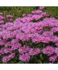 Pysznogłówka 'SUGAR BUZZ Bubblegum Blast'