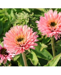 kopia Jeżówka ‘Sunseekers Salmon’ Echinacea