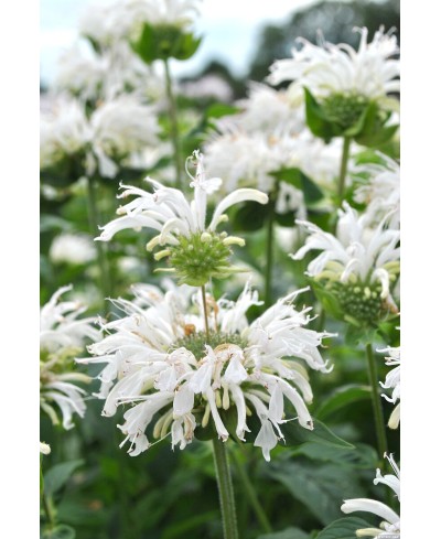 Monarda Bee-Bright – pysznogłówka o białych kwiatach | Lavender-Byliny.pl