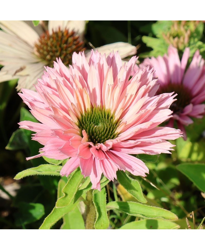 kopia Jeżówka ‘Sunseekers Salmon’ Echinacea