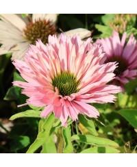 kopia Jeżówka ‘Sunseekers Salmon’ Echinacea