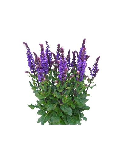 Szałwia omszona 'Great Grape' Salvia nemorosa